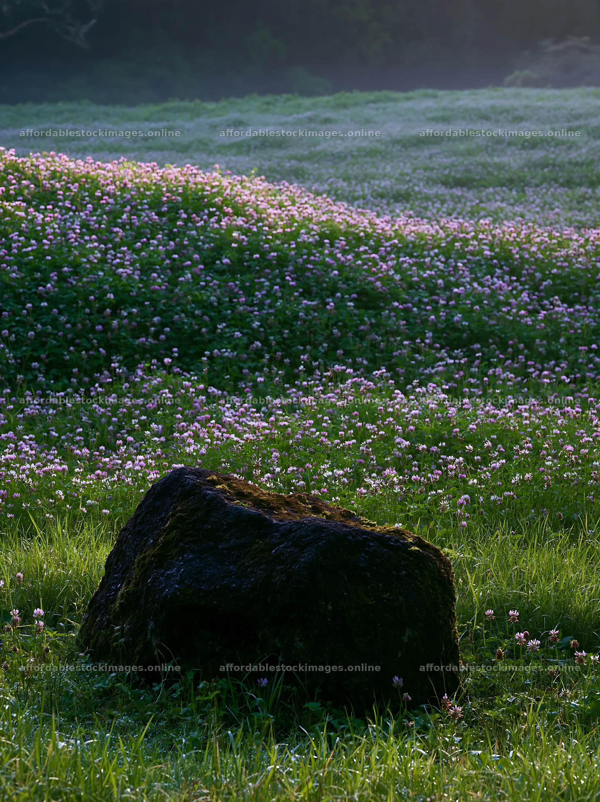 Misty Shimane meadow  stock images 6866x9174