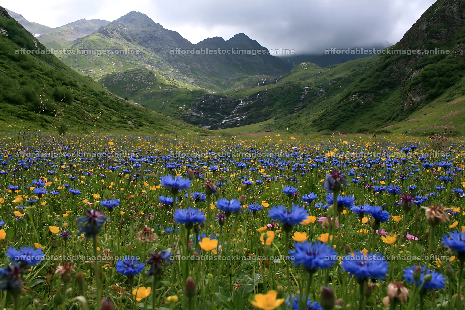 Meadow filled with flowers beneath a waterfall and mountains