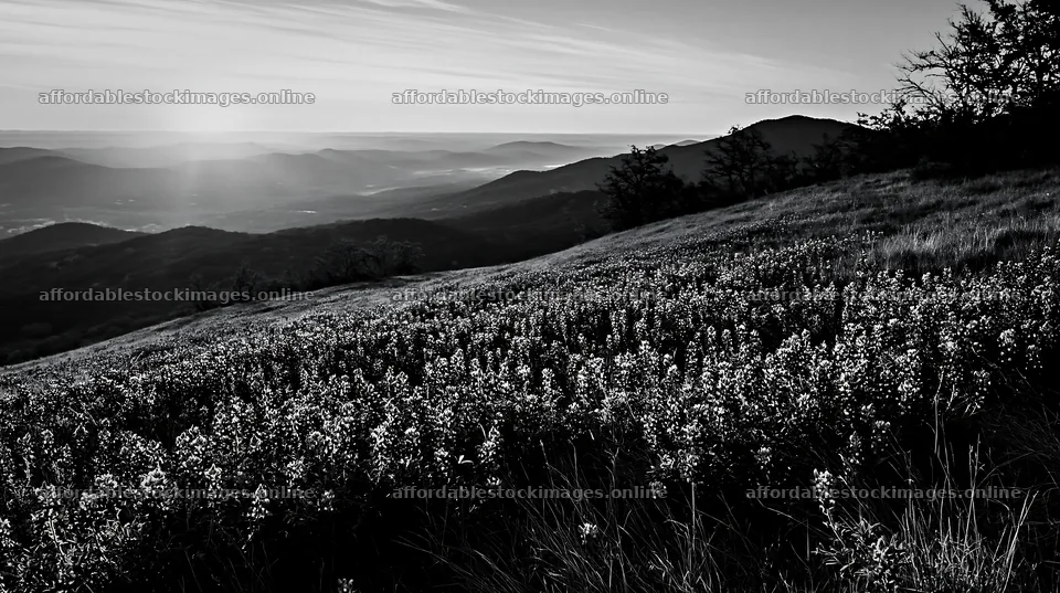 Bluebonnet meadow at sunrise