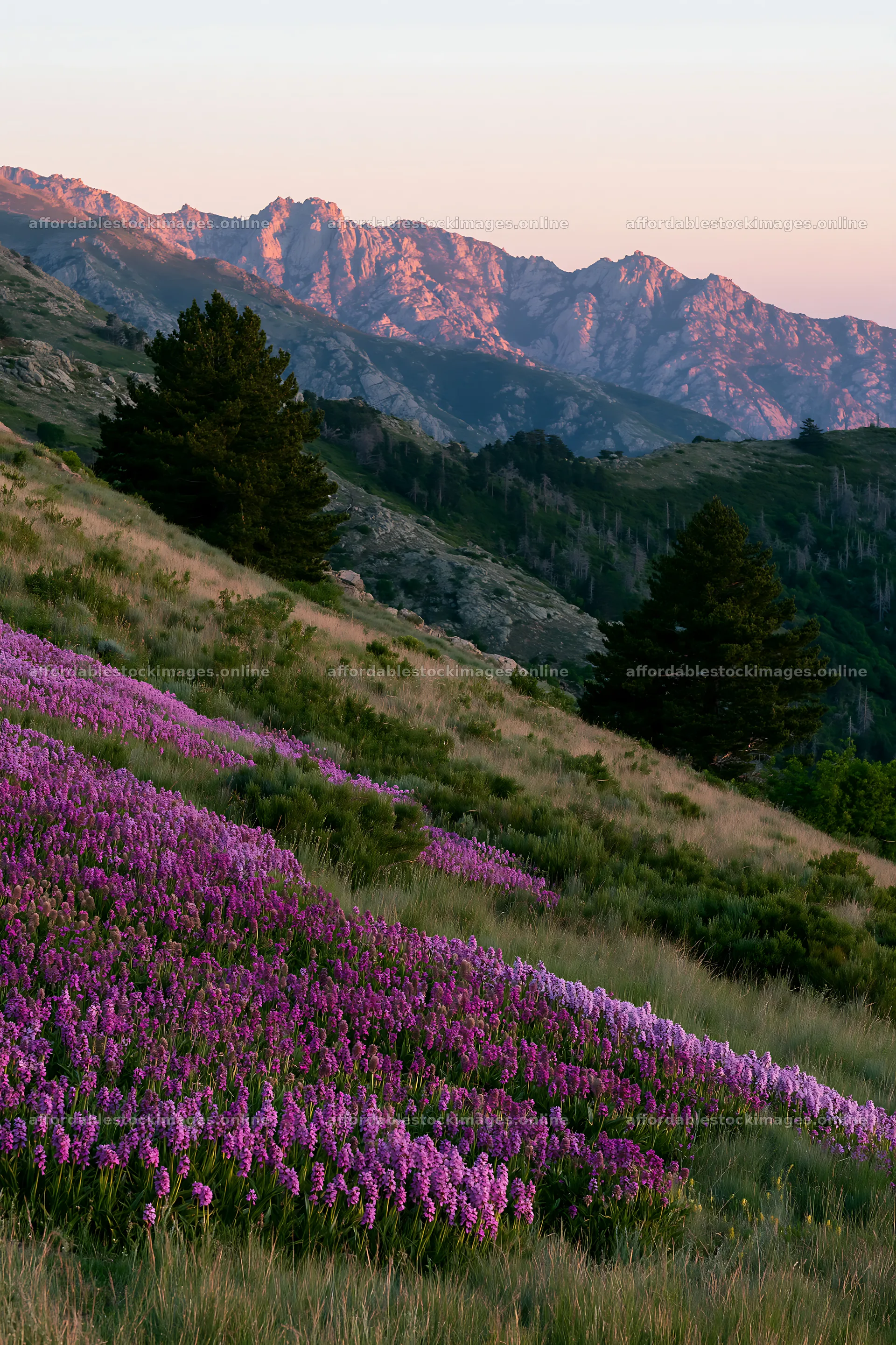 Colorful orchid meadow with mountains in the background – stock images 6480x9722