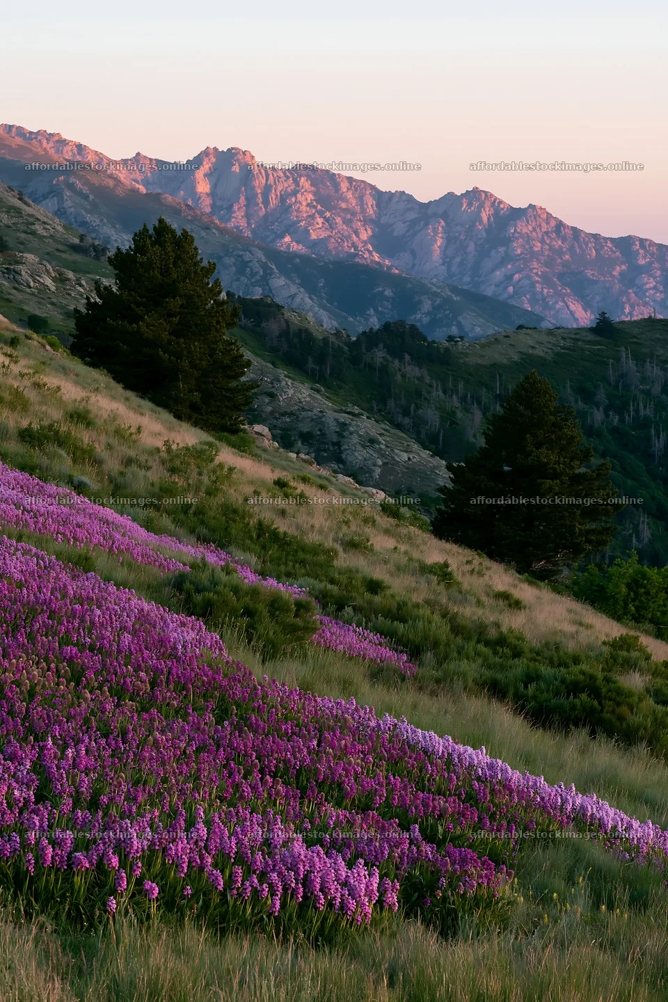 Colorful orchid meadow with mountains in the background – stock images 6480x9722