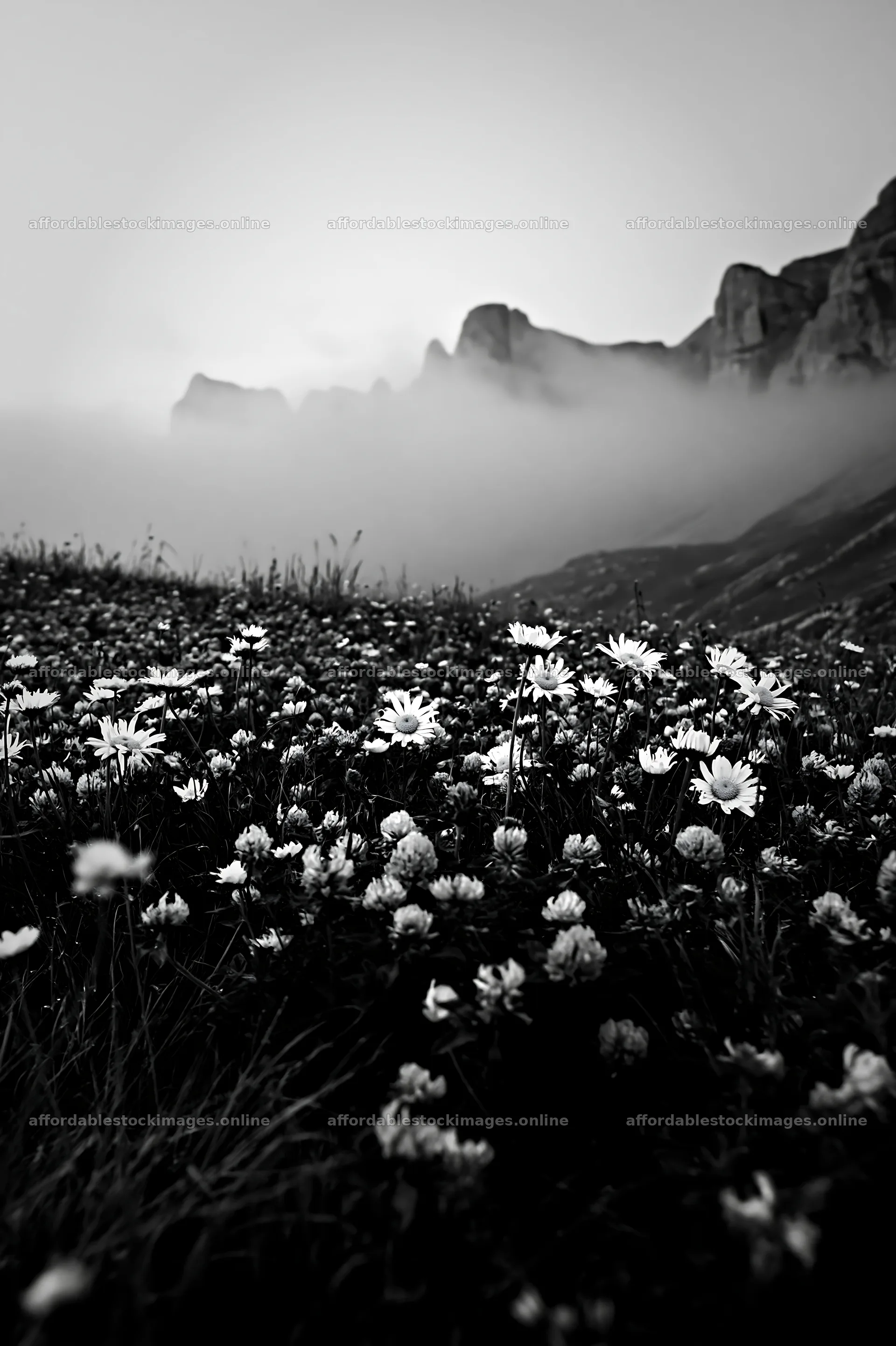Colorful daisy meadow among mountains and mist at sunrise – stock images 6480x9722