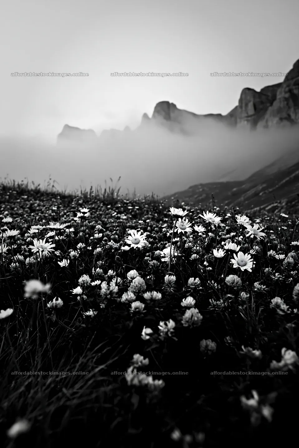 Colorful daisy meadow among mountains and mist at sunrise – stock images 6480x9722