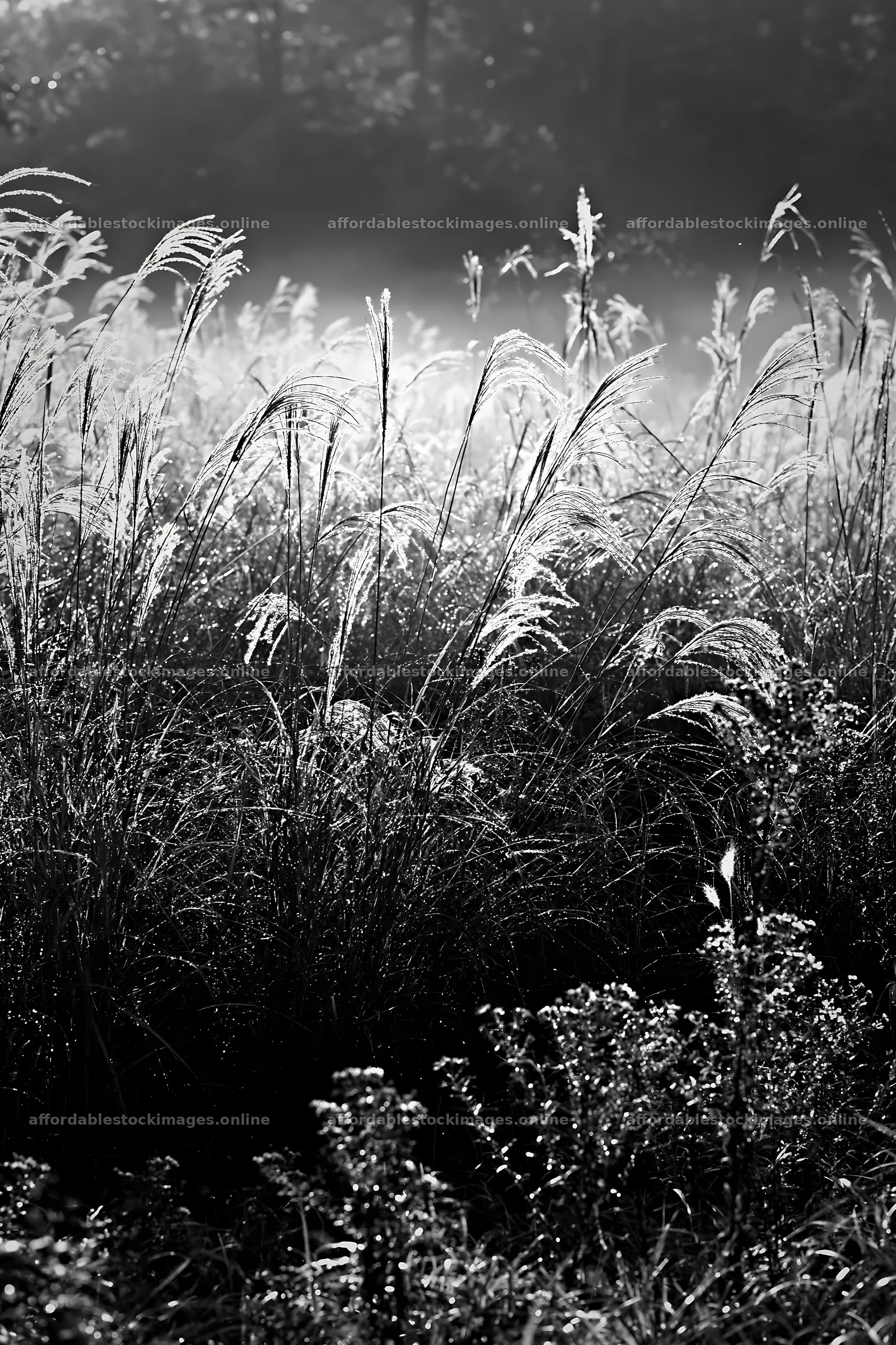 Tokyo urban biodiversity meadow with seedheads in morning mist – stock images 6480x9722