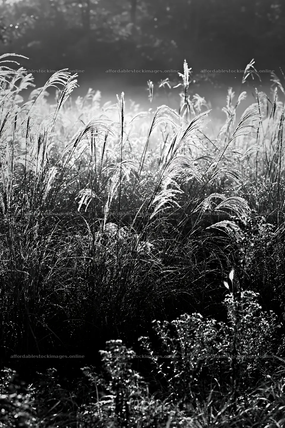 Tokyo urban biodiversity meadow with seedheads in morning mist – stock images 6480x9722