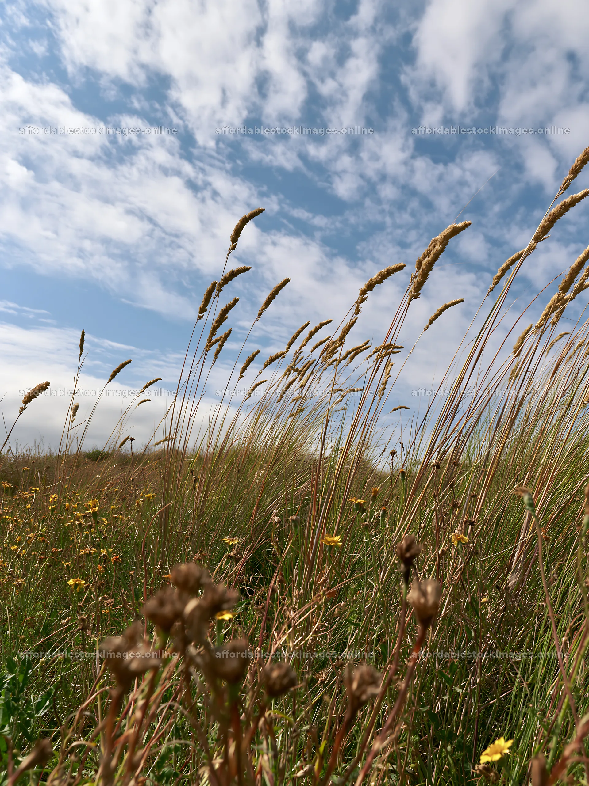 Drought-tolerant meadow under blue sky with scattered clouds – stock images 6866x9174
