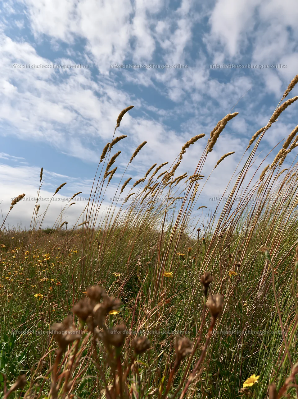 Drought-tolerant meadow under blue sky with scattered clouds – stock images 6866x9174