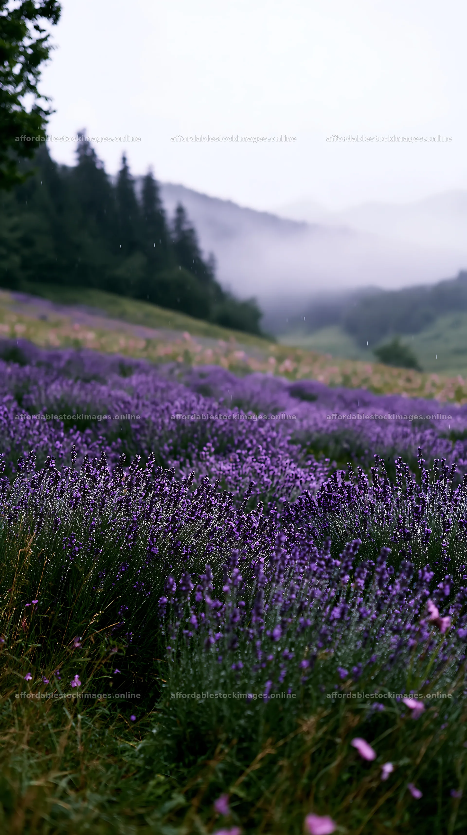 Colorful lavender meadow under cloudy sky – stock images 5938x10608