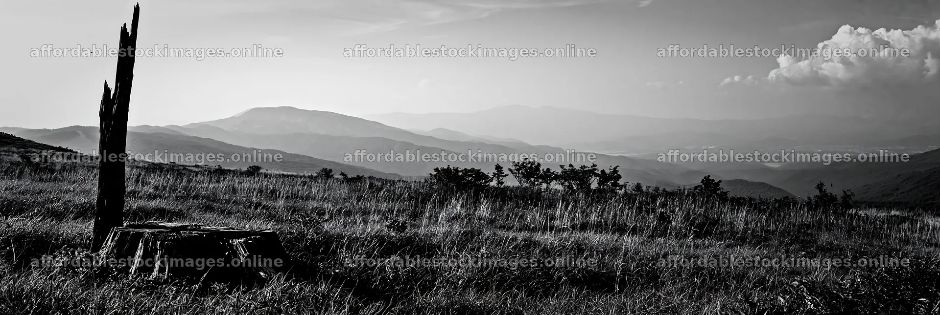 Fukushima native meadow with weathered stump and distant hills – stock images 13690x4602