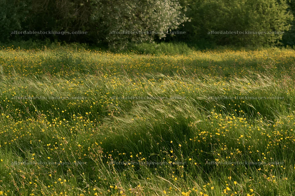 Silver dew meadow with yellow flowers and tall grass – stock images 9722x6480