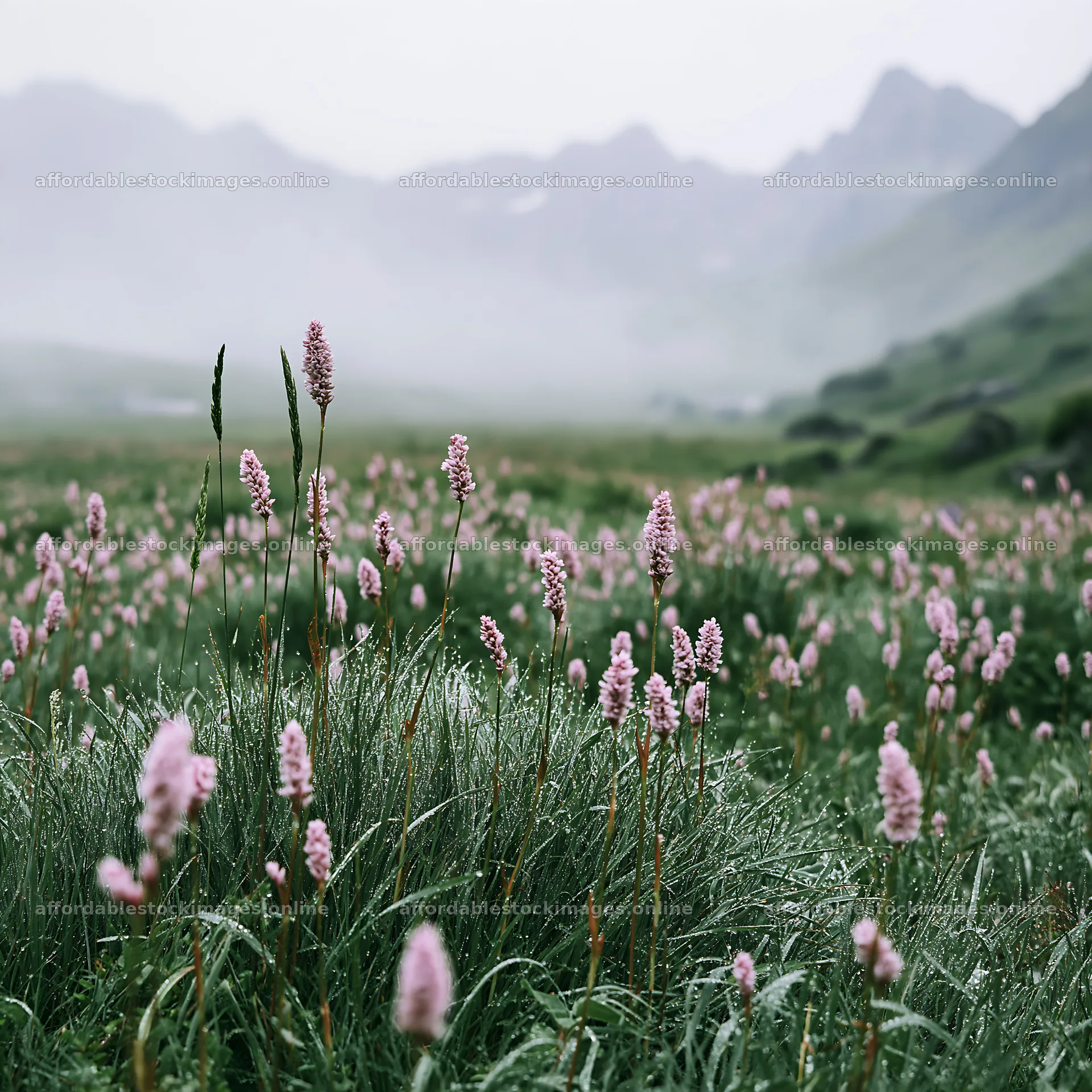 Swiss alpine meadow with pink flowers and foggy mountains – stock images 7938x7938