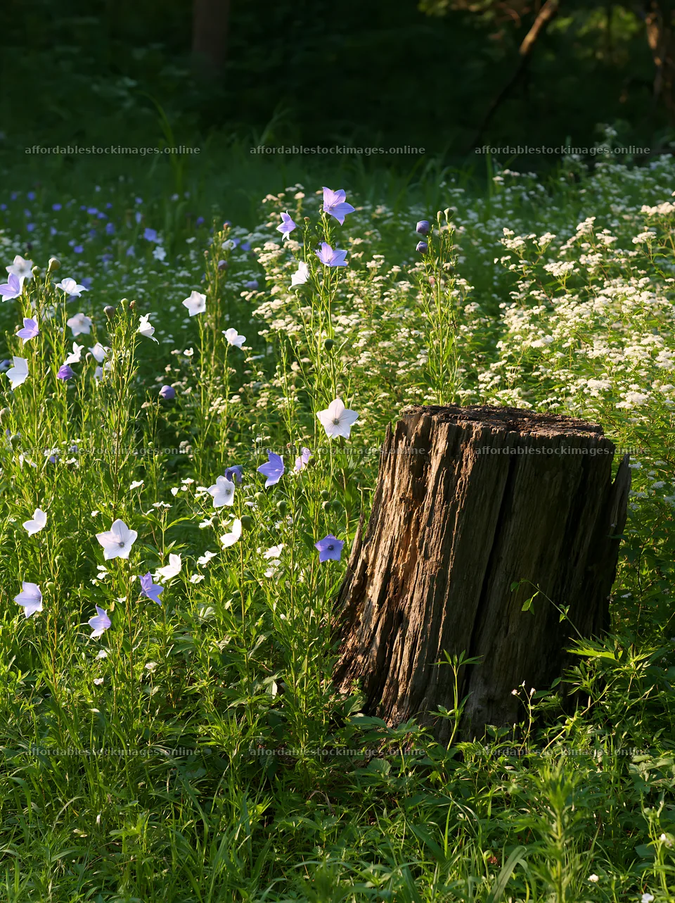 Fukushima native meadow with weathered stump – stock images 6866x9174