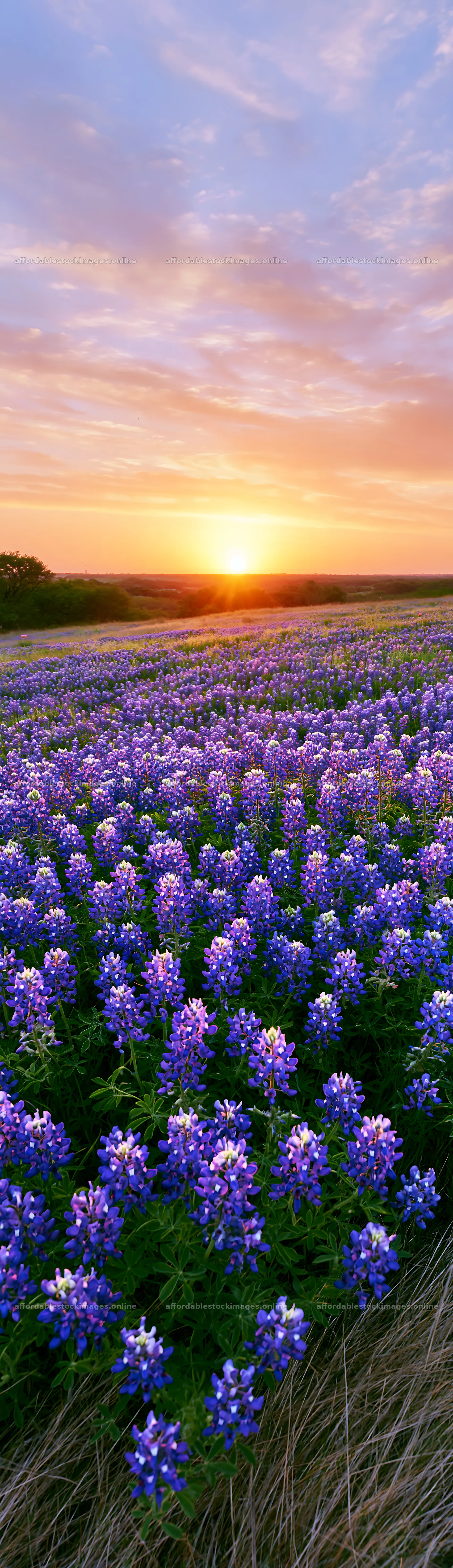 Bluebonnet meadow at sunrise with colorful sky – stock images 4268x14762