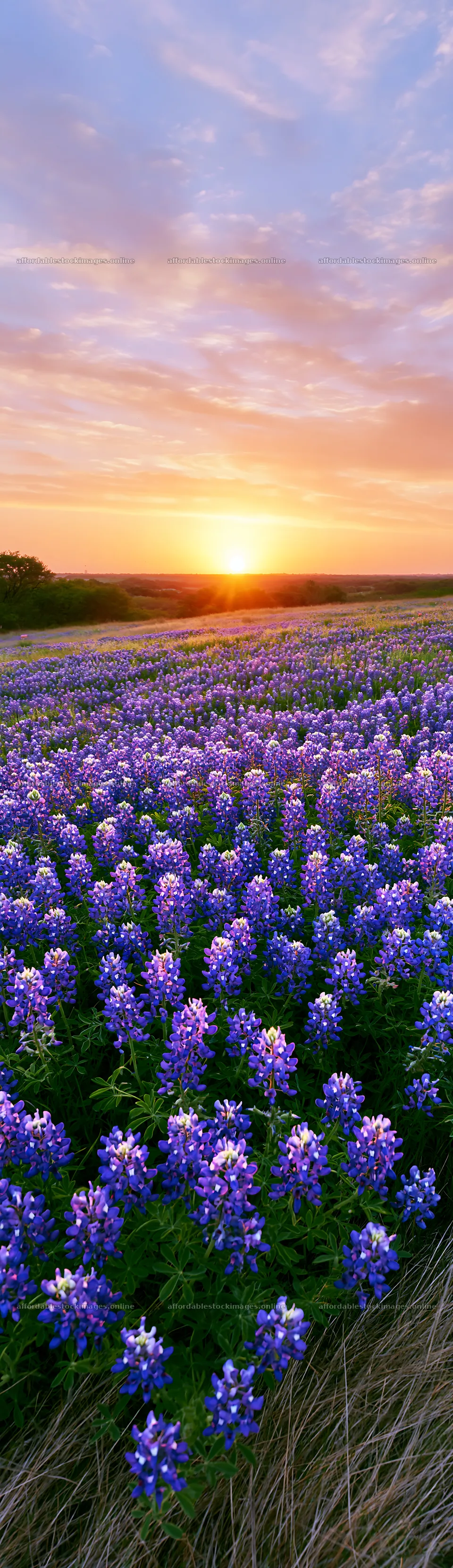 Bluebonnet meadow at sunrise with colorful sky – stock images 4268x14762