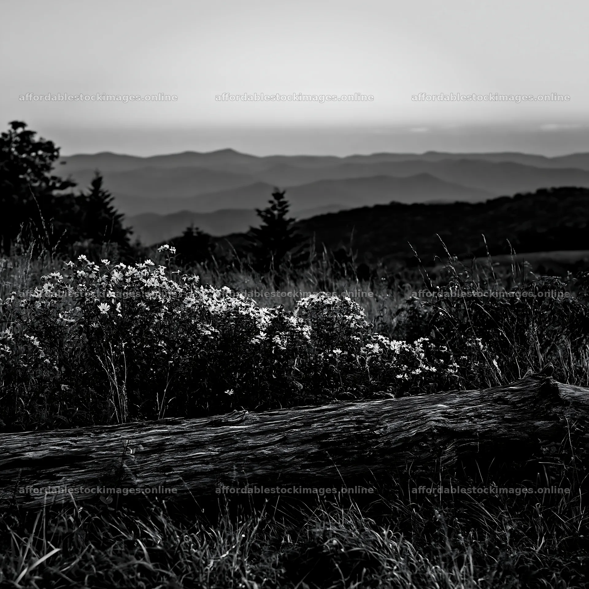 Weathered log meadow at sunset with distant mountains – stock images 7938x7938