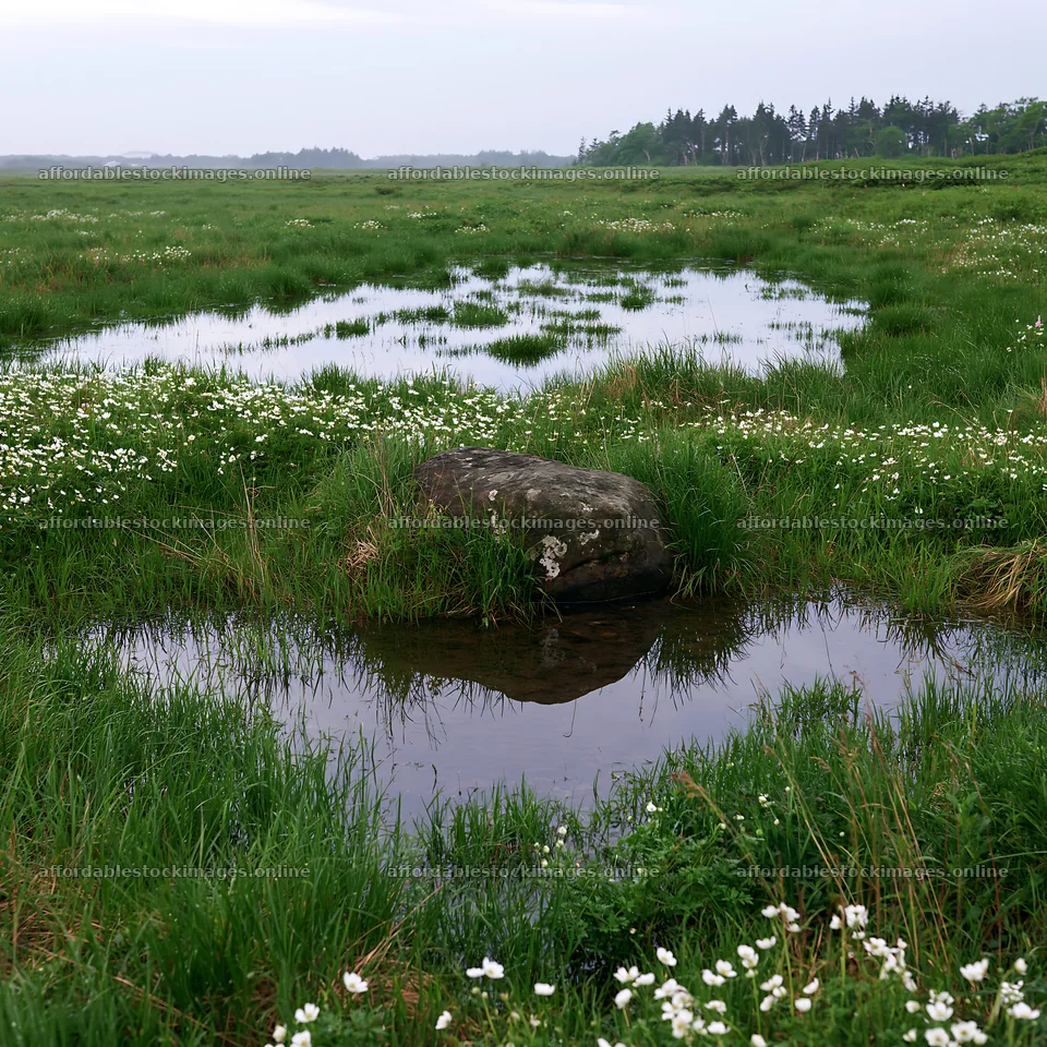 Aomori climate resilient meadow with boulder – stock images 7938x7938