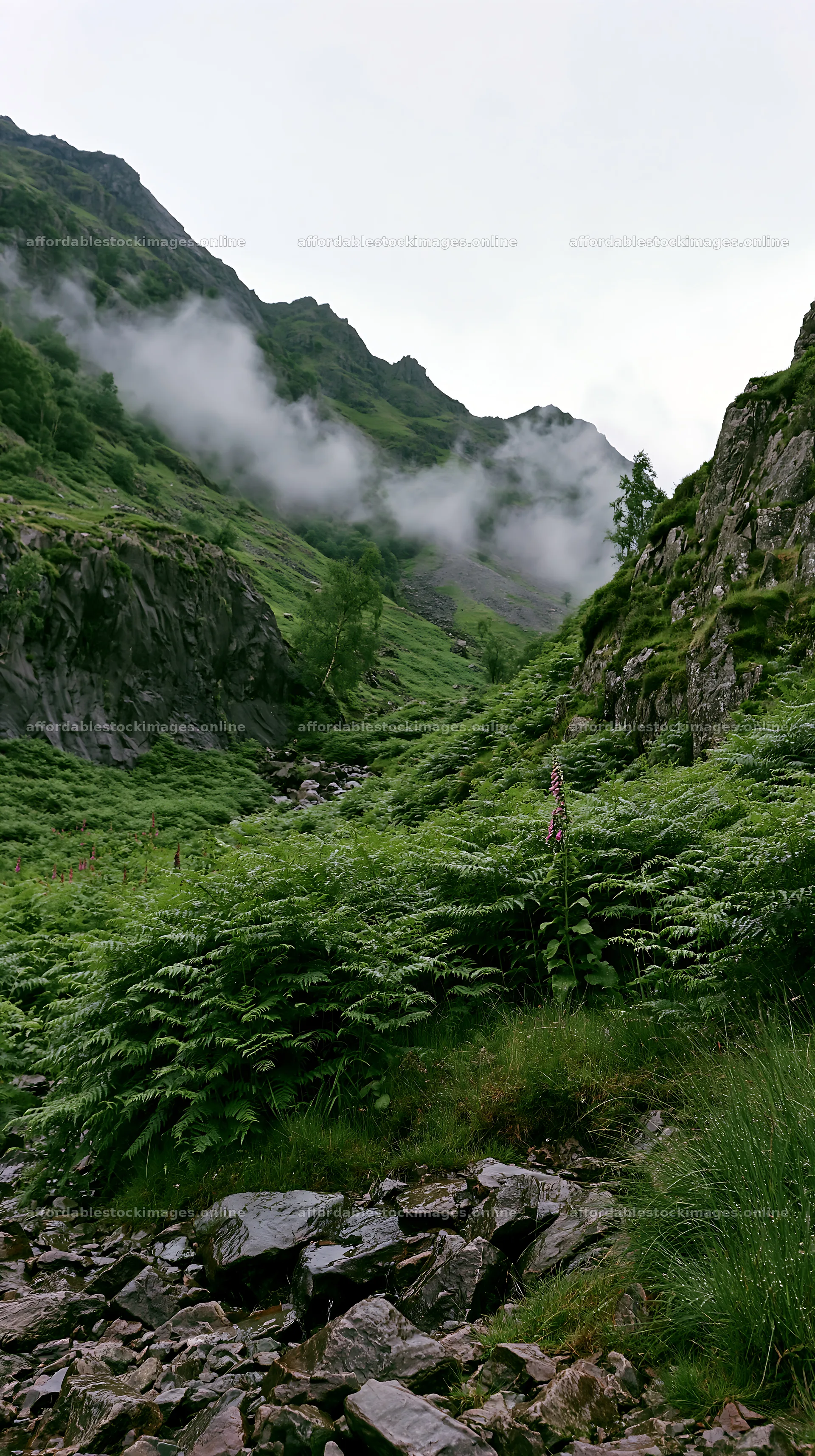 Meadow beneath crags with green ferns and misty mountains – stock images 5938x10608