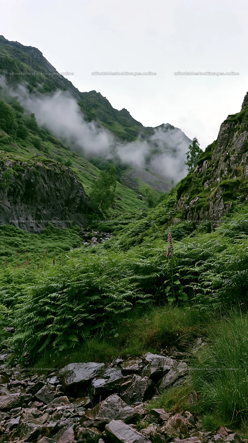 Meadow beneath crags with green ferns and misty mountains – stock images 5938x10608