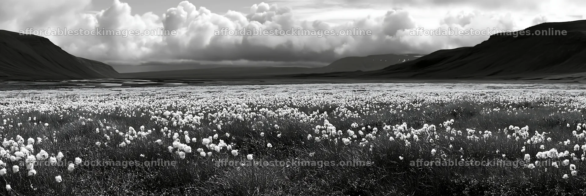Cottongrass meadow under cloudy sky in black and white – stock images 13690x4602