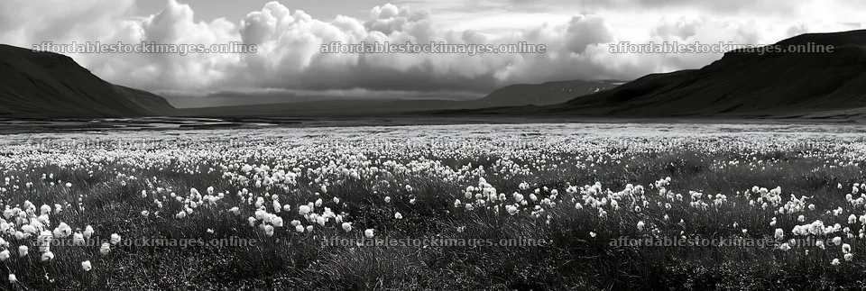 Cottongrass meadow under cloudy sky in black and white – stock images 13690x4602