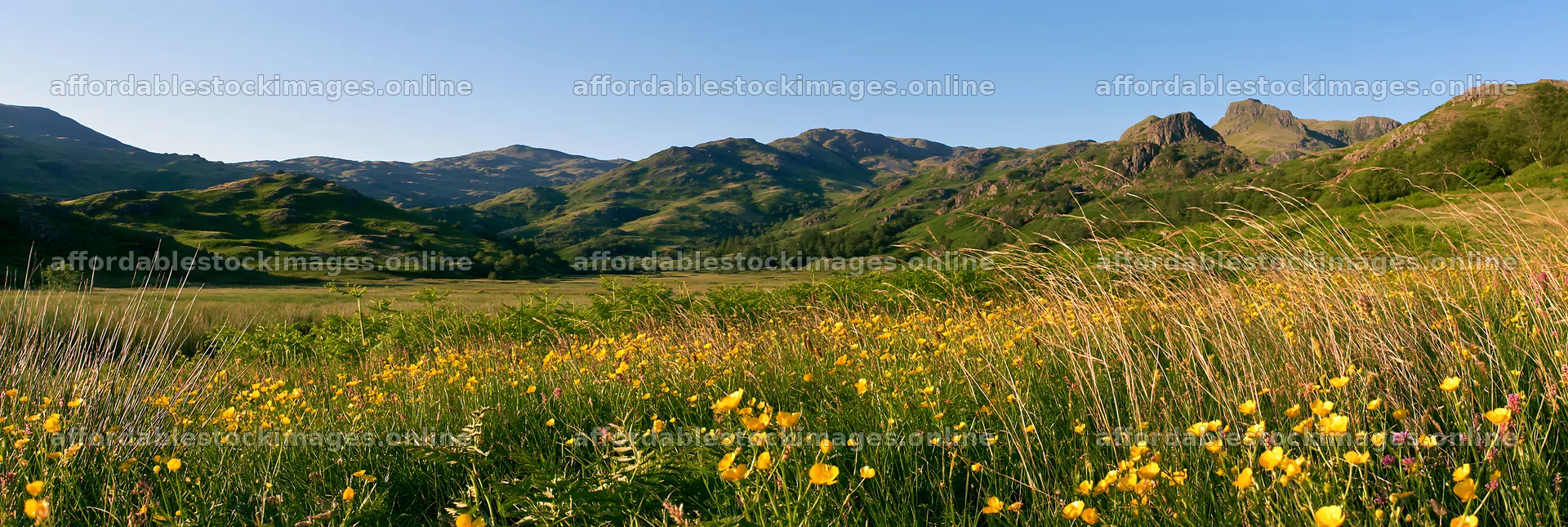Meadow under crags with flowers and mountains in the background – stock images 13690x4602