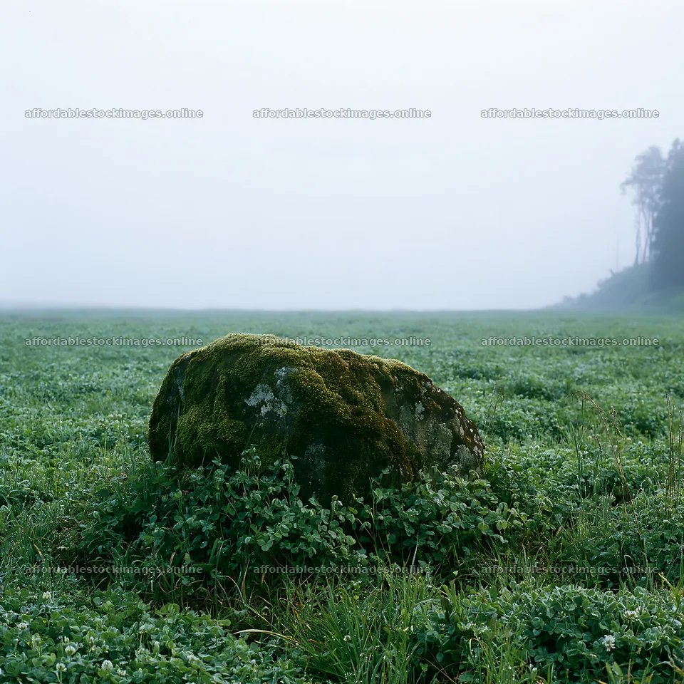 Moss covered stone in a misty meadow – stock images 7938x7938