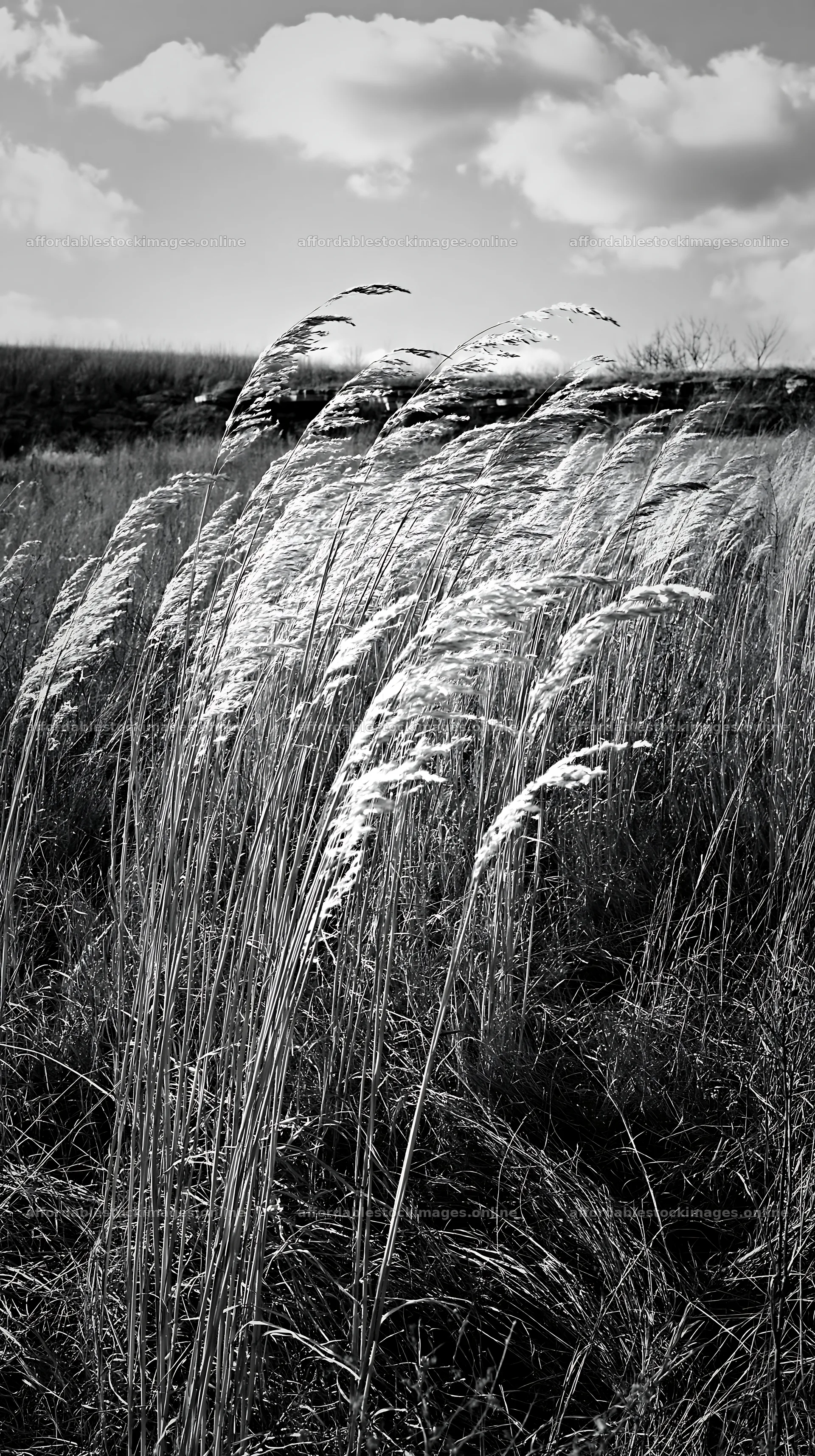 Meadow grass seedheads swaying in the wind – stock images 5938x10608