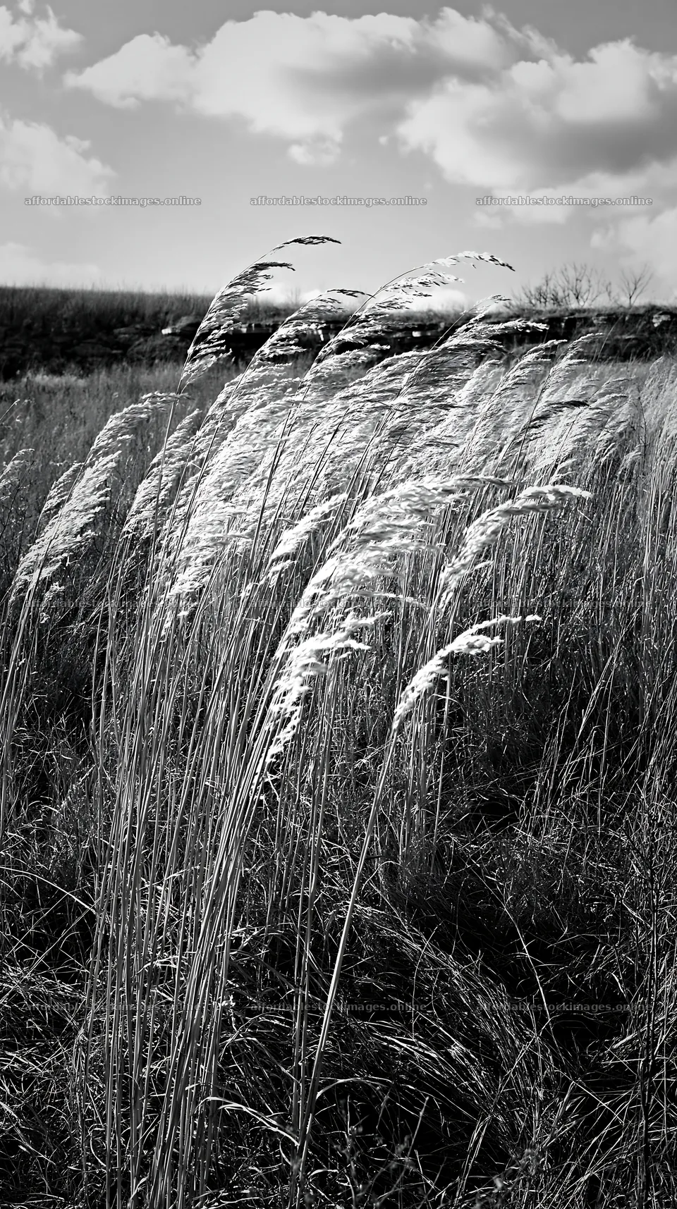 Meadow grass seedheads swaying in the wind – stock images 5938x10608