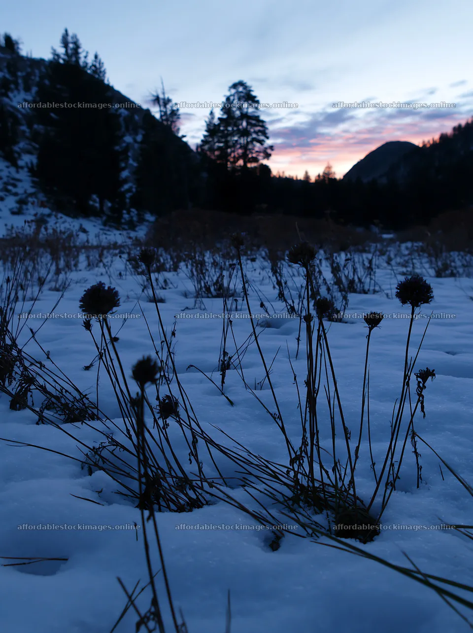 Snowbound meadow at dusk with dried plants under winter sky – stock images 6866x9174