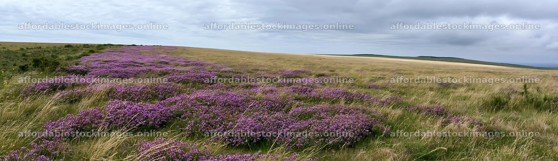 Cloudy wild thyme meadow in open landscape – stock images 14762x4268