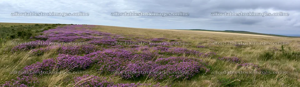 Cloudy wild thyme meadow in open landscape – stock images 14762x4268