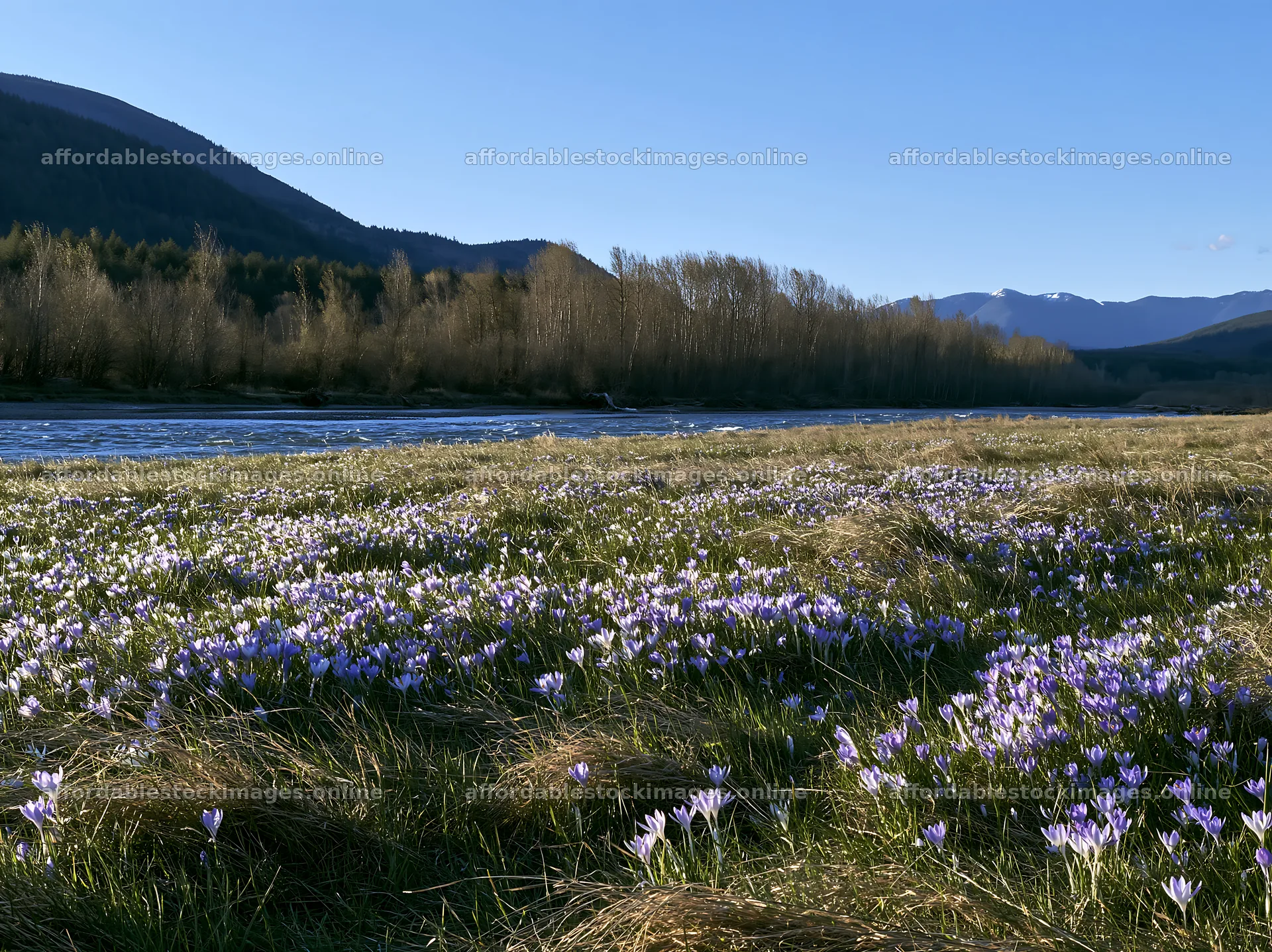Meadow filled with crocuses near a river – stock images 9174x6866