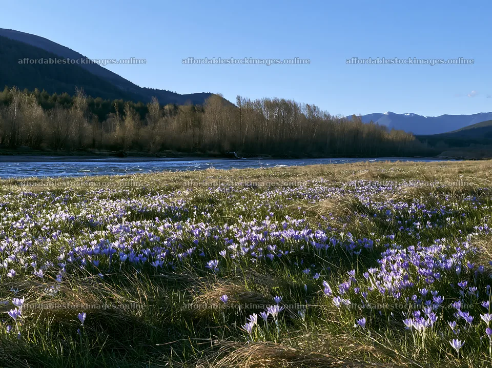 Meadow filled with crocuses near a river – stock images 9174x6866