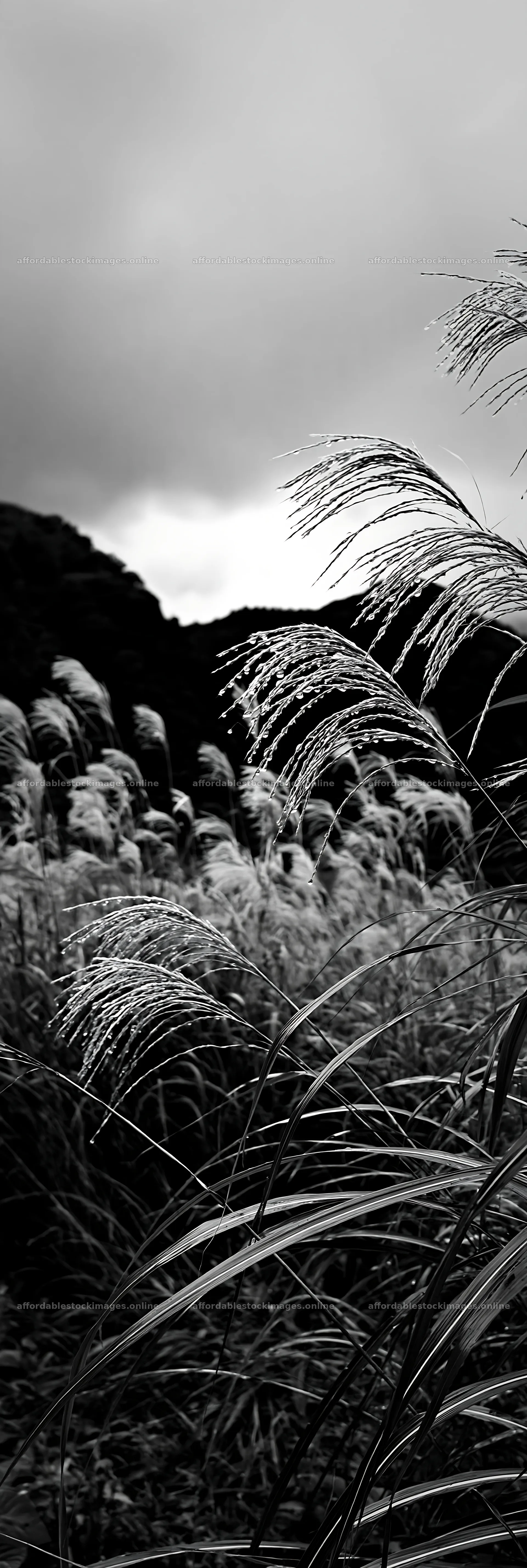 Fukui native grass meadow with rain droplets in black and white – stock images 4602x13690