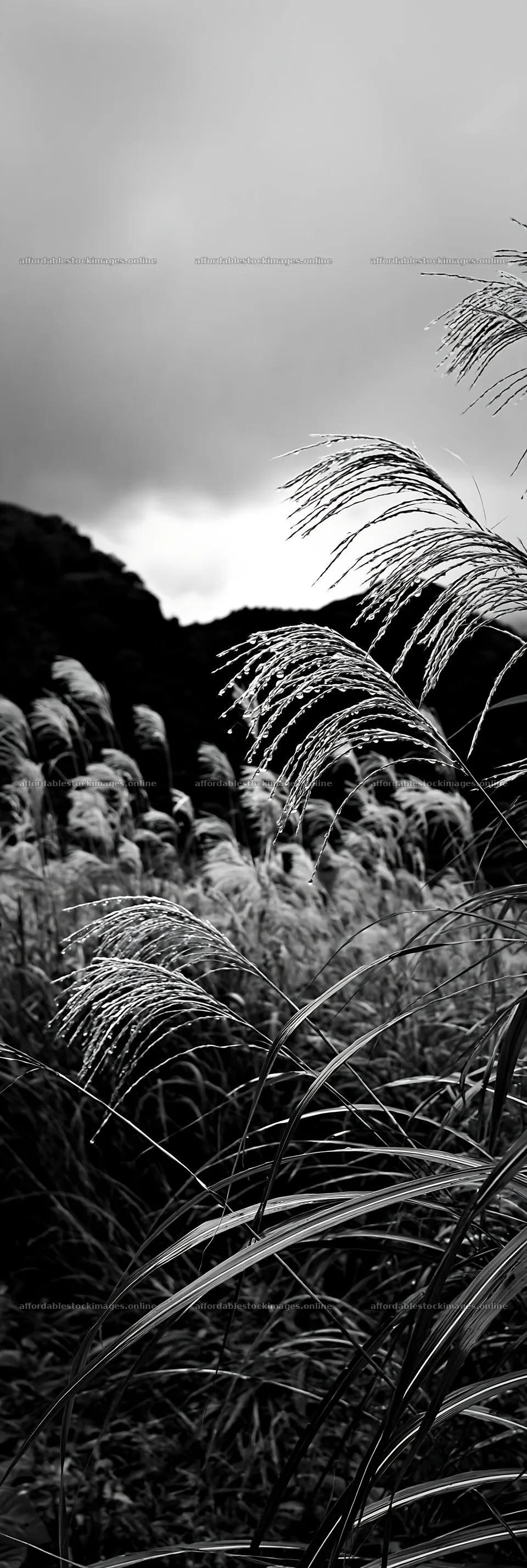 Fukui native grass meadow with rain droplets in black and white – stock images 4602x13690