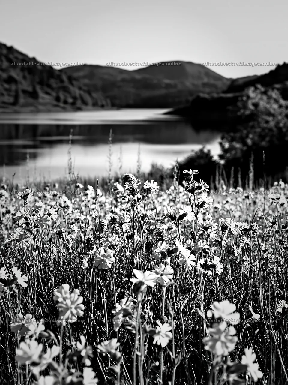 Lakeside meadow with flowers in Germany near water – stock images 6866x9174