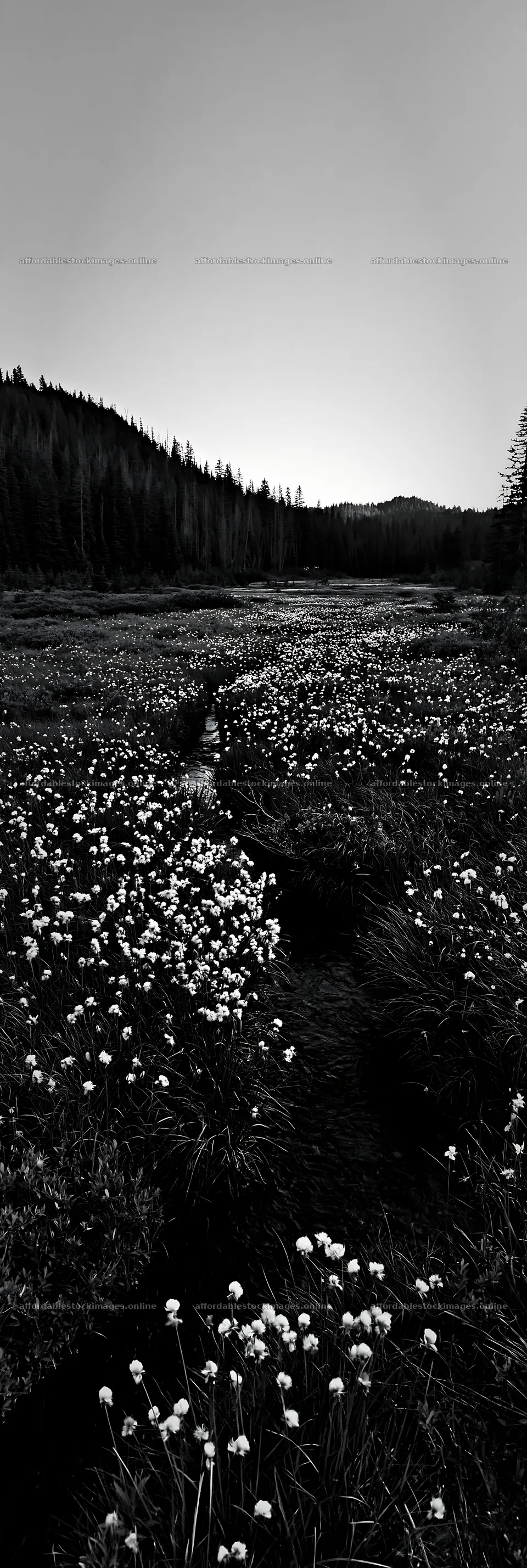 High contrast meadow brook landscape with flowers – stock images 4602x13690