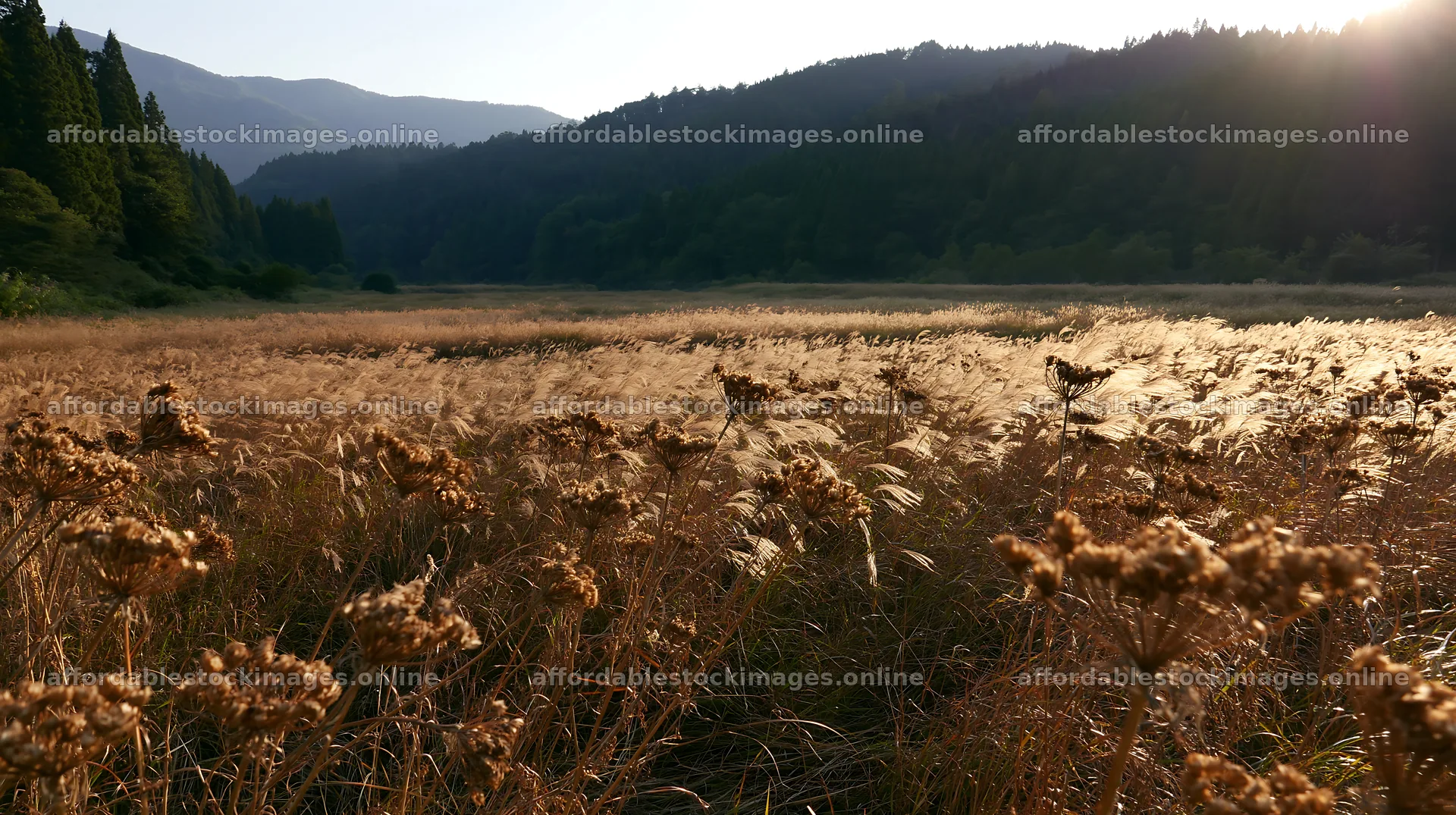 Ehime twilight meadow with dry seedheads in warm light – stock images 10608x5938