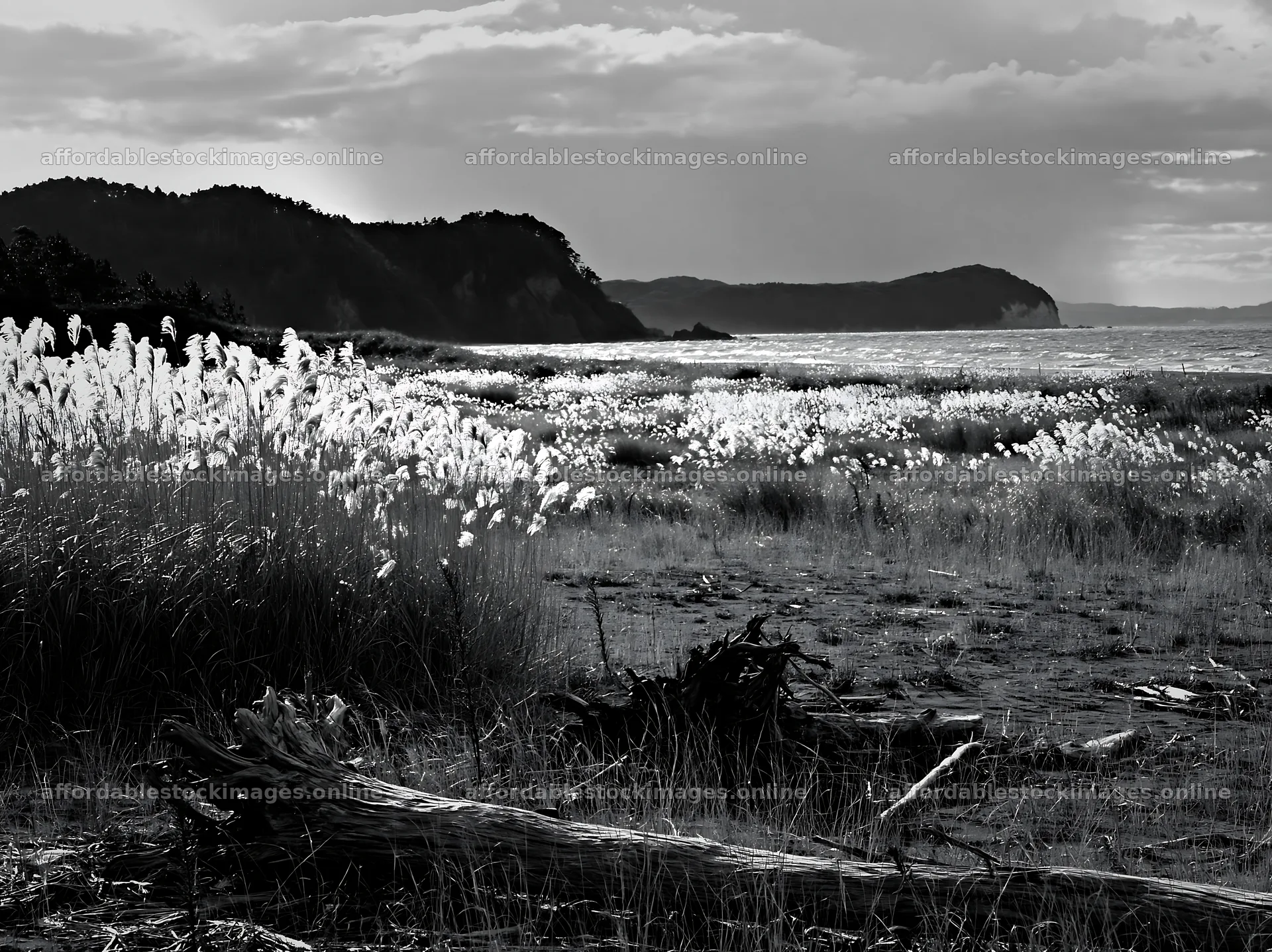 Chiba coastal climate meadow with driftwood in the foreground – stock images 9174x6866