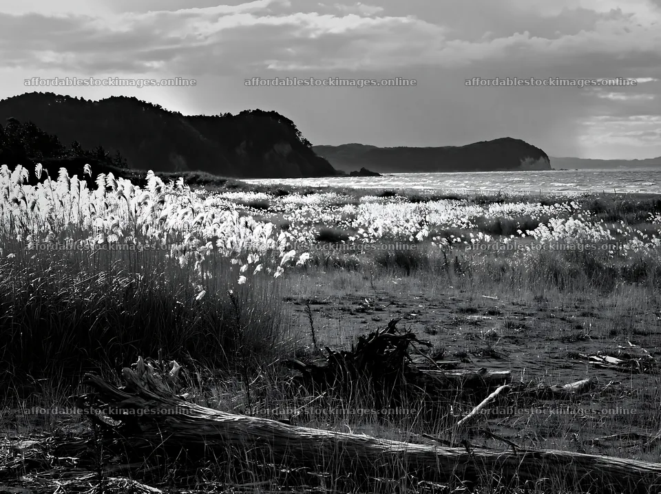 Chiba coastal climate meadow with driftwood in the foreground – stock images 9174x6866