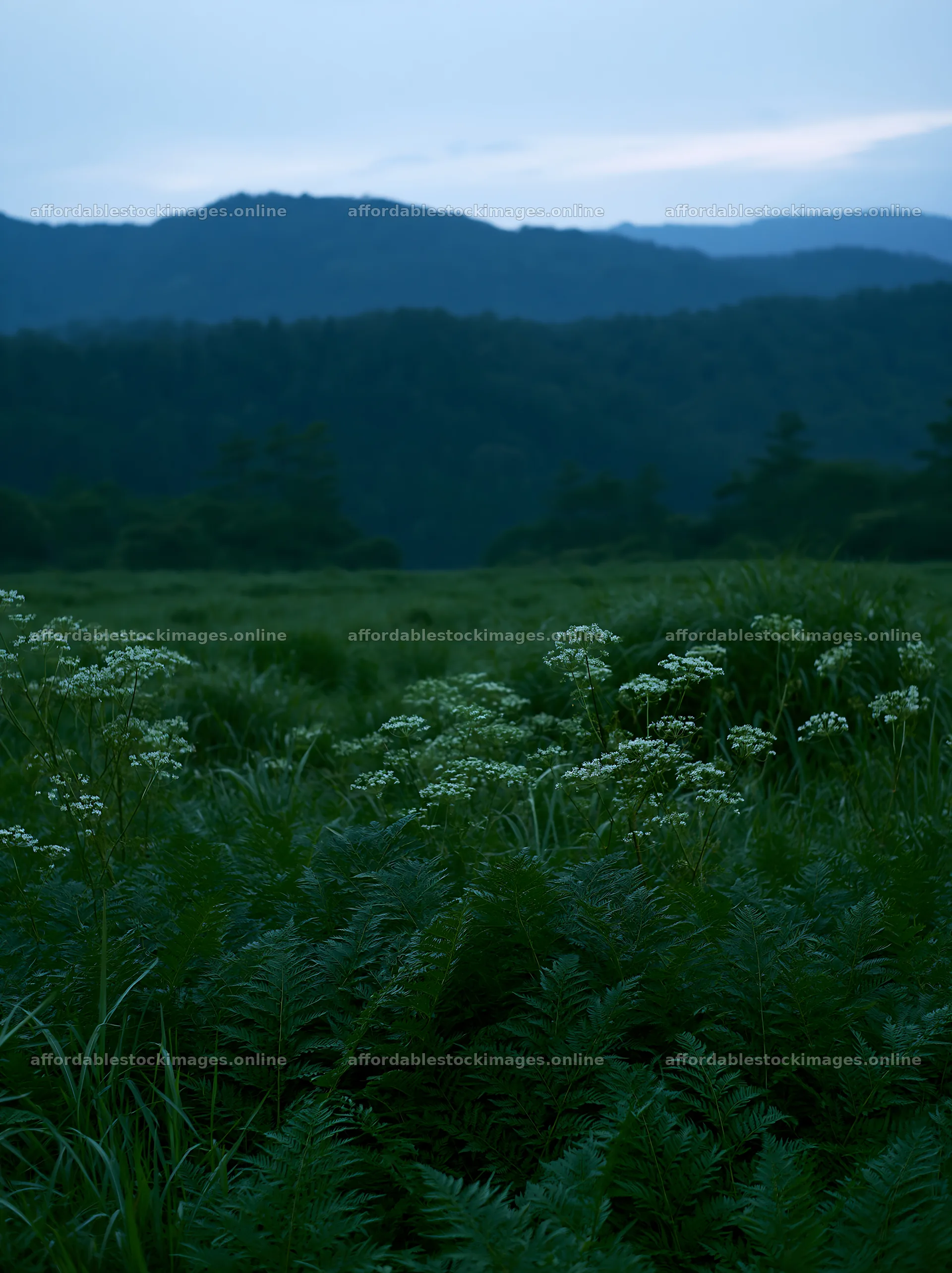 Nara summer meadow with fern foreground at dusk – stock images 6866x9174