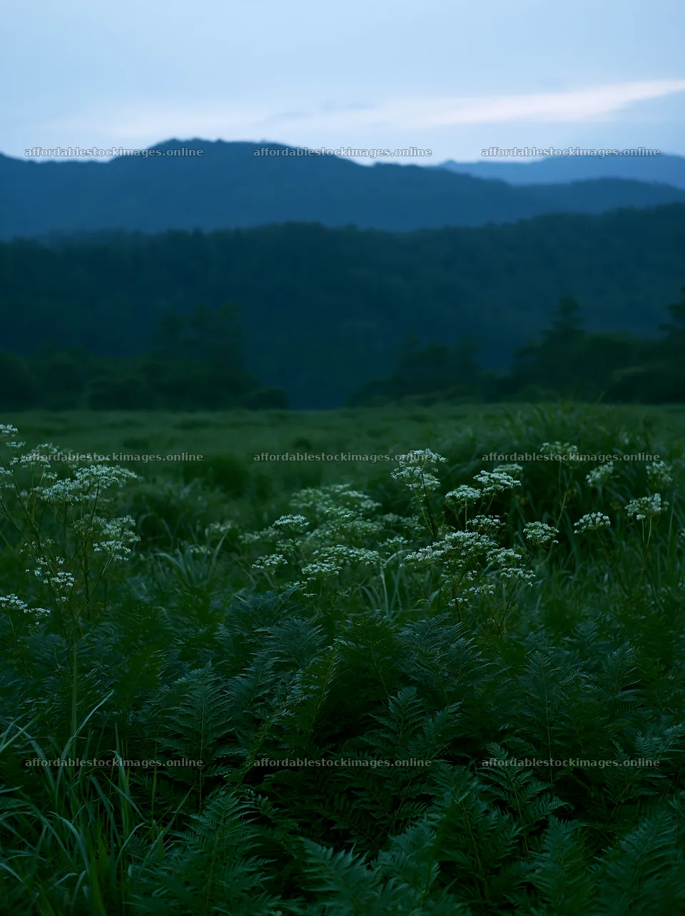 Nara summer meadow with fern foreground at dusk – stock images 6866x9174
