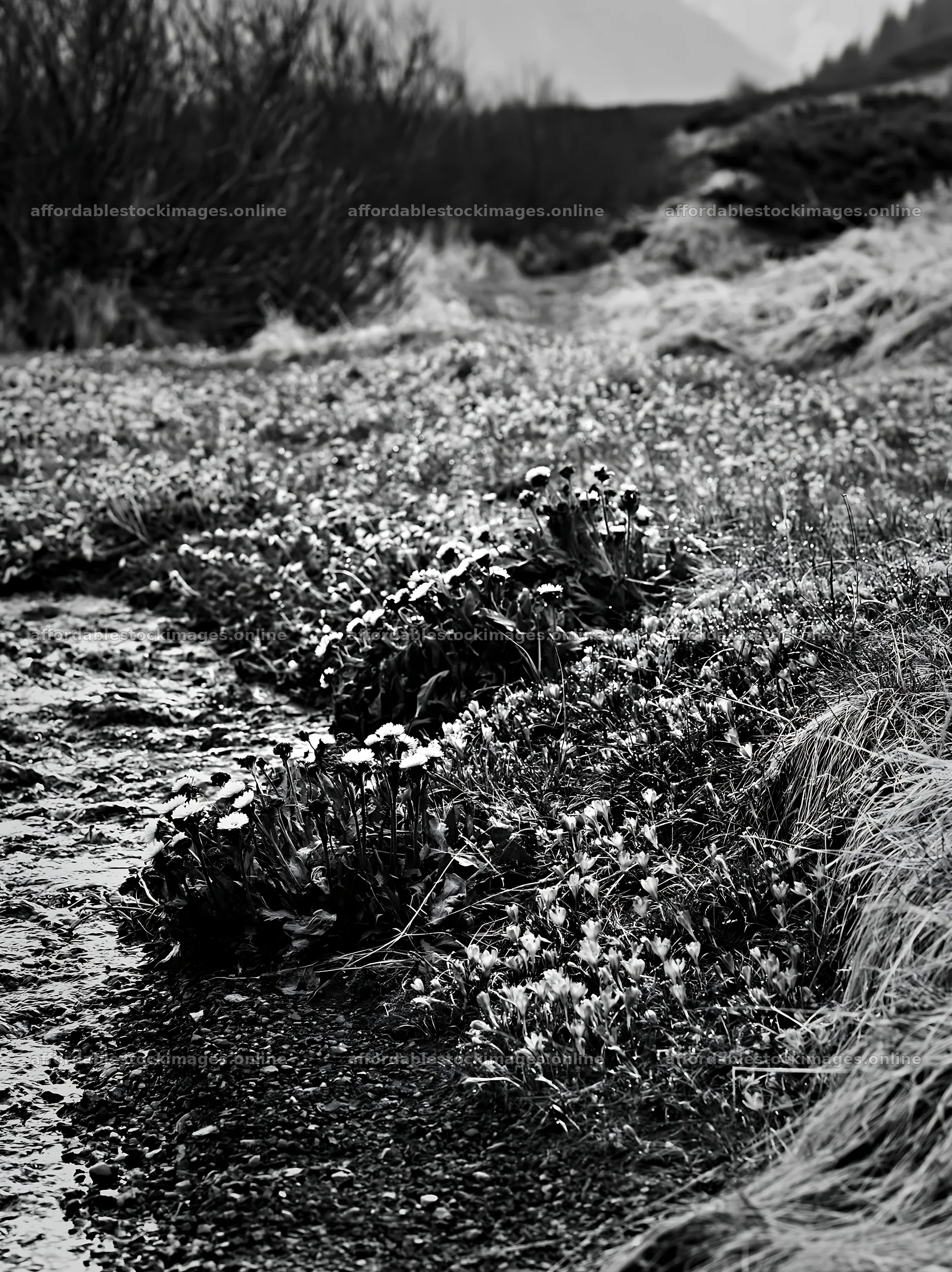 Tatra mountains meadow with flowers during spring snowmelt – stock images 6866x9174