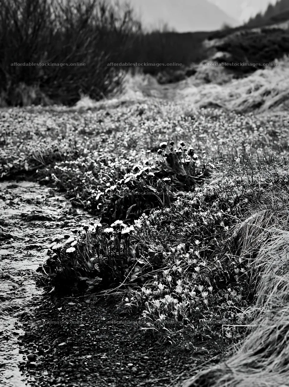 Tatra mountains meadow with flowers during spring snowmelt – stock images 6866x9174