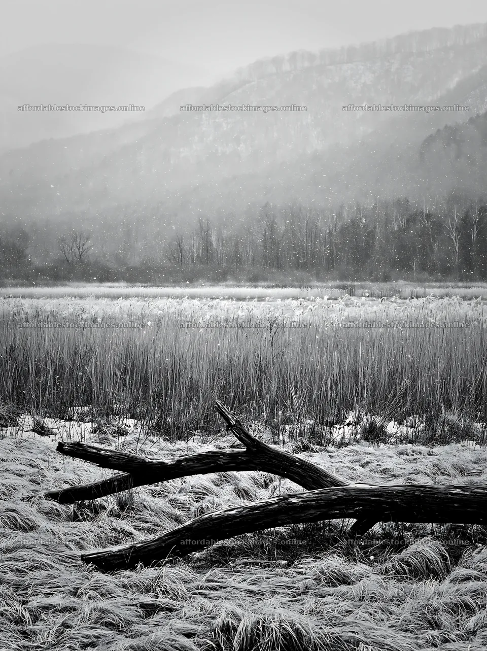Yamagata rewilded meadow fallen branch foreground in winter – stock images 6866x9174