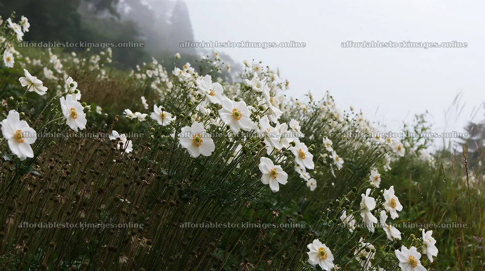 Iwate rain refreshed meadow seedhead foreground with white – stock images 10608x5938