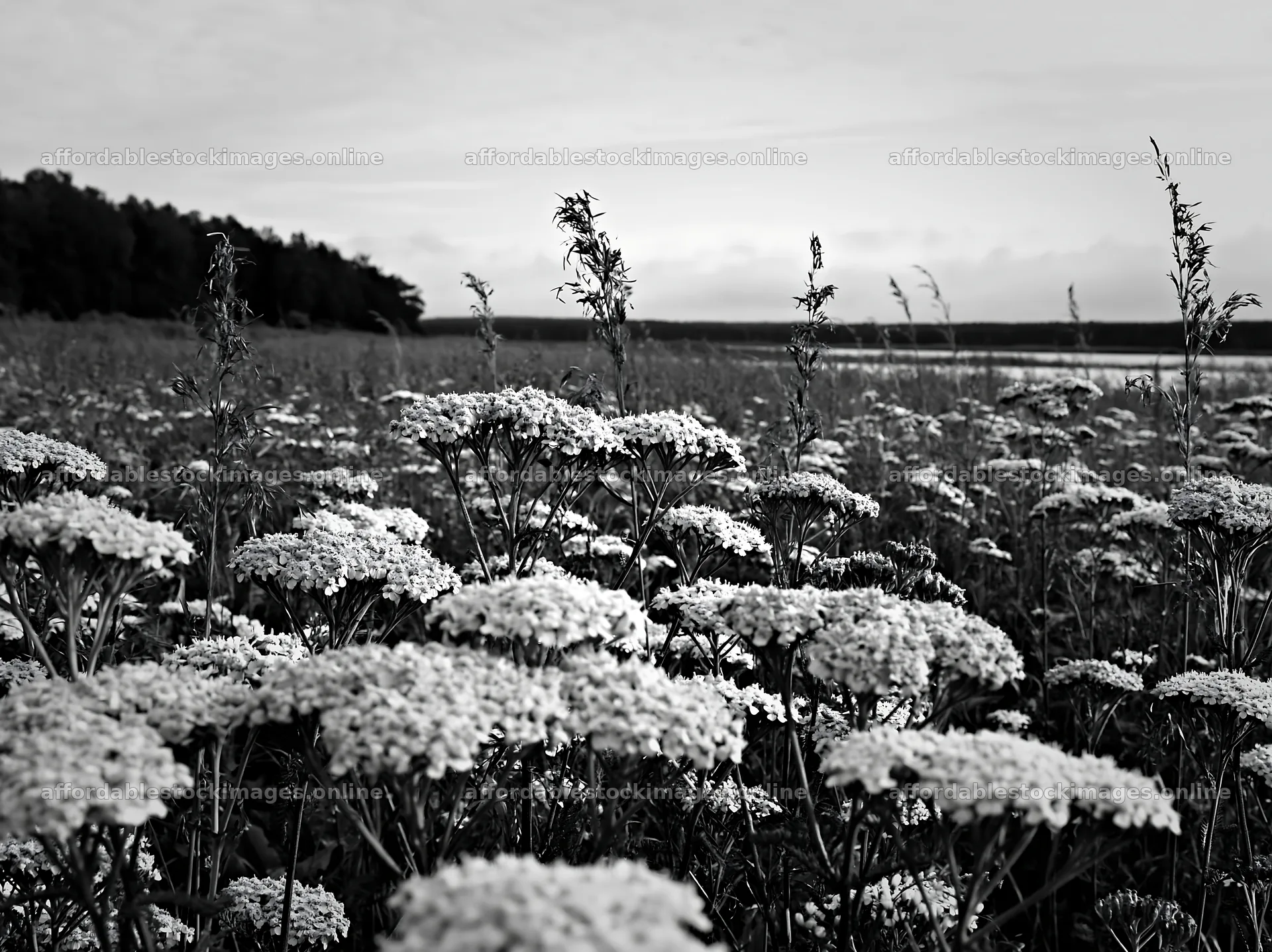 German lakeside meadow with blooming flowers and grass – stock images 9174x6866