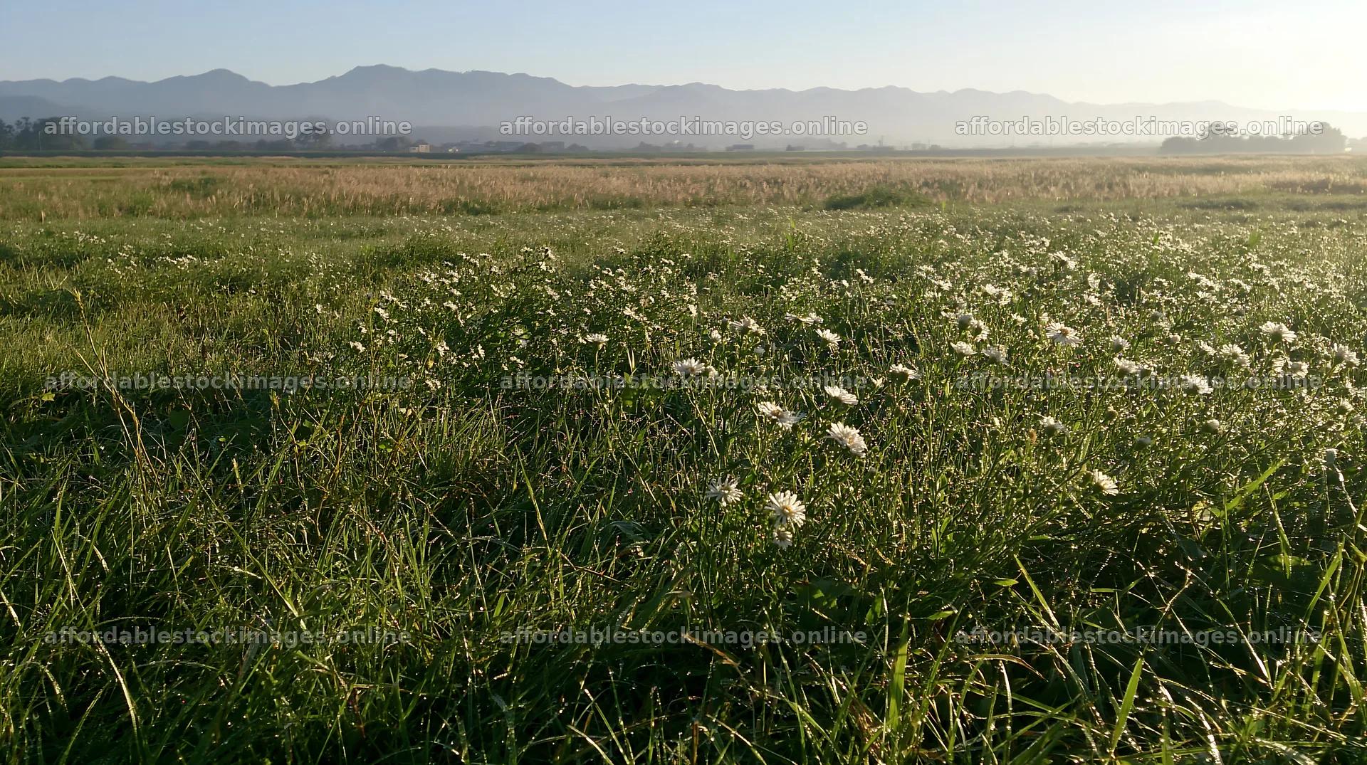 Niigata floodplain restoration meadow dew foreground in morning – stock images 10608x5938