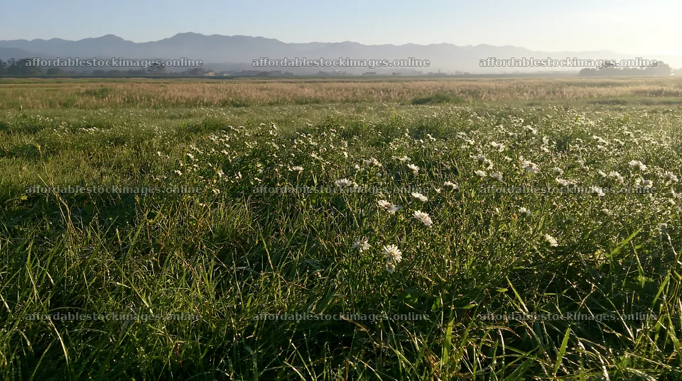 Niigata floodplain restoration meadow dew foreground in morning – stock images 10608x5938