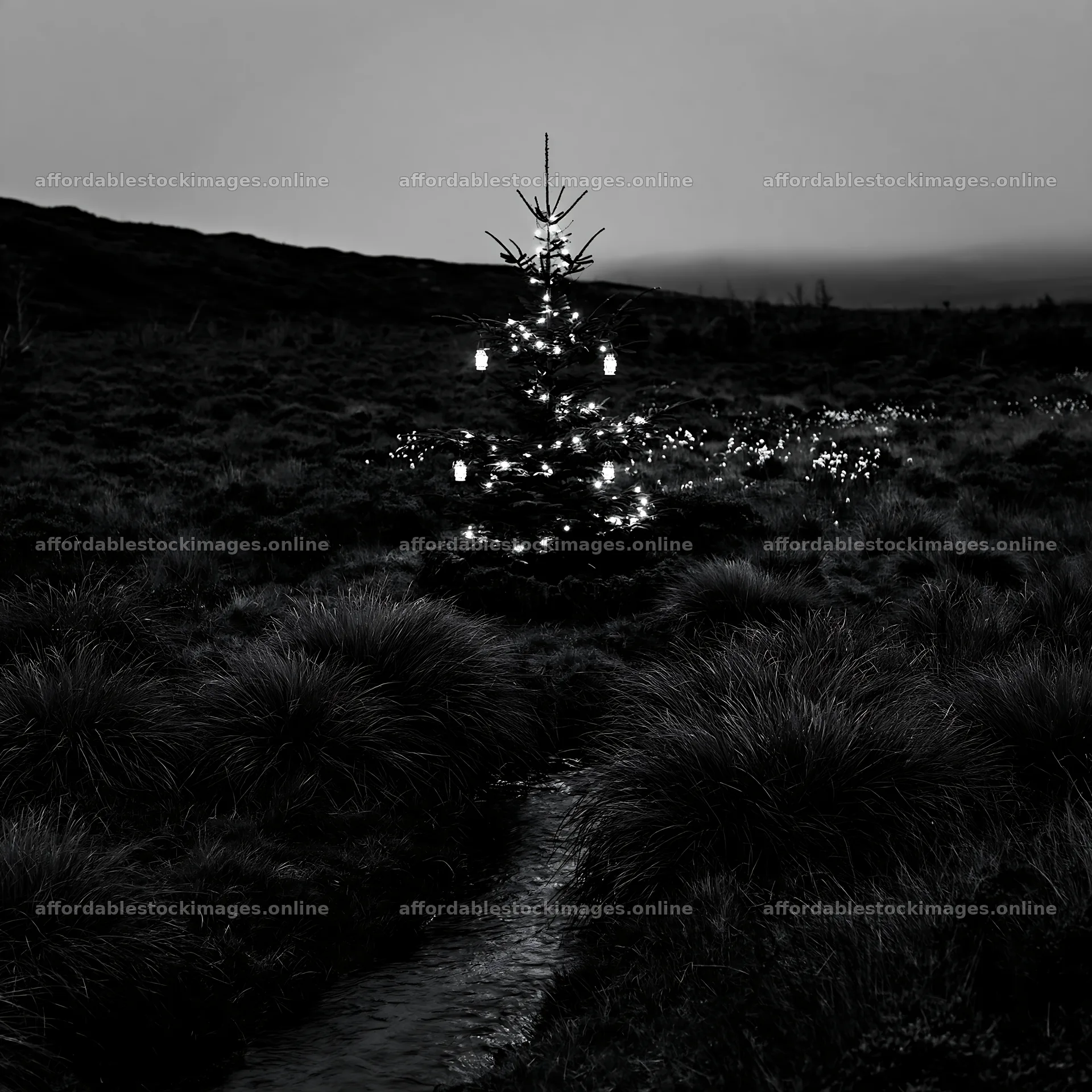 Christmas tree beside stream in meadow during winter – stock images 7938x7938